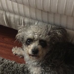 Meet your Posher, Victoria